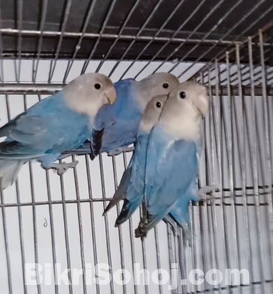 White face violet opaline adult lovebird 1 pics